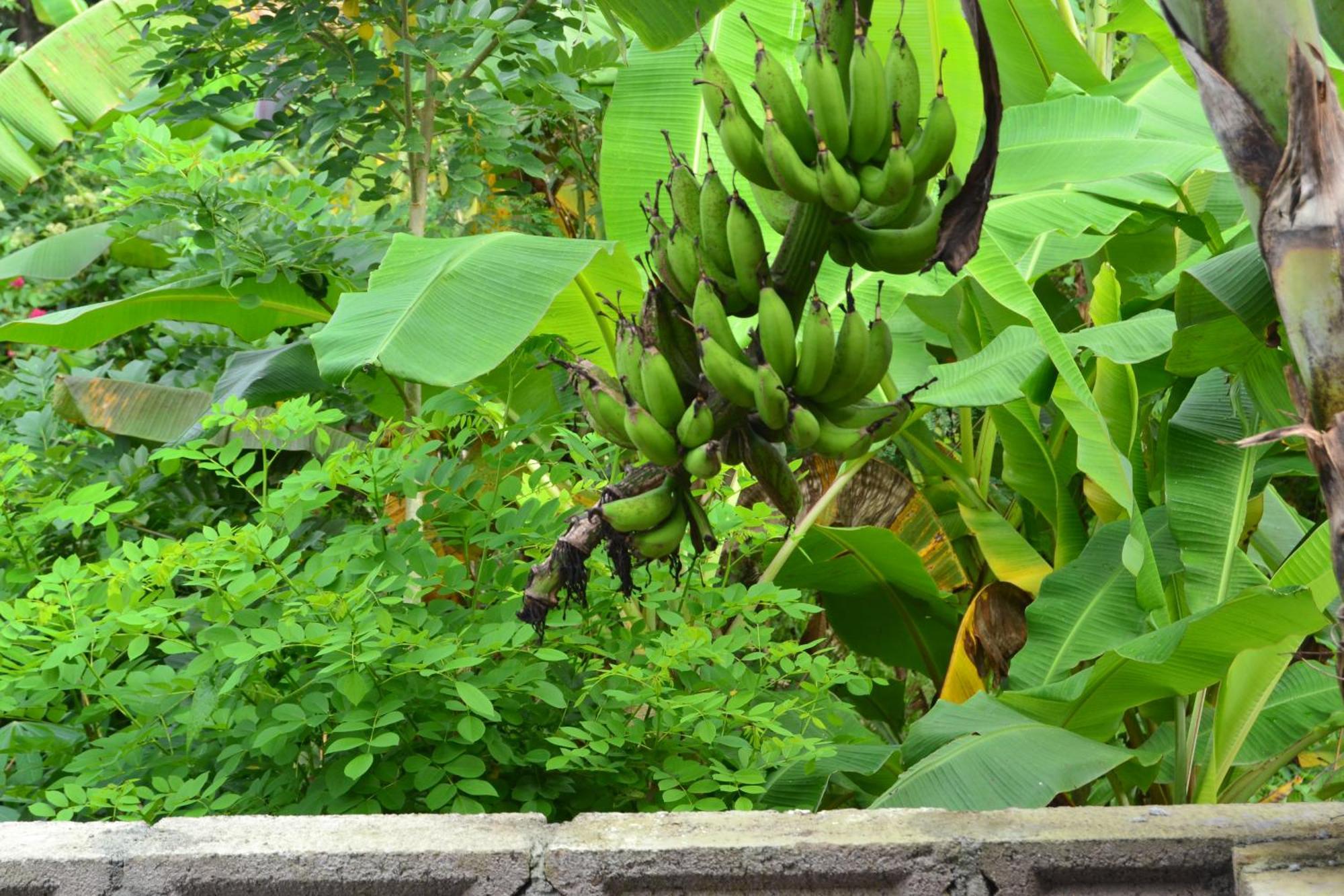 Hotel Sakha House Ubud Esterno foto